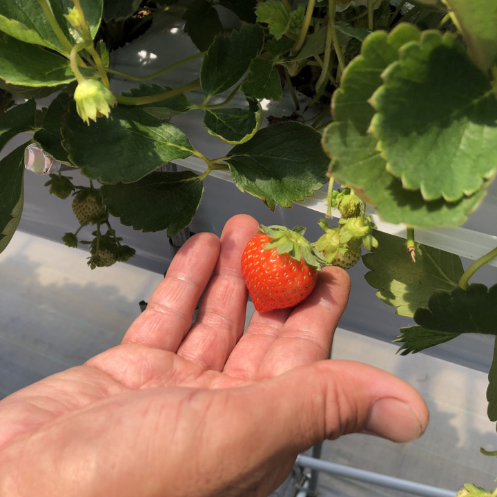 夏苺の農家さんを訪ねて スーパーで夏に苺を見たことがないのに ケーキ屋さんにショートケーキがあるのはなぜ シャトレーゼ公式ブログ