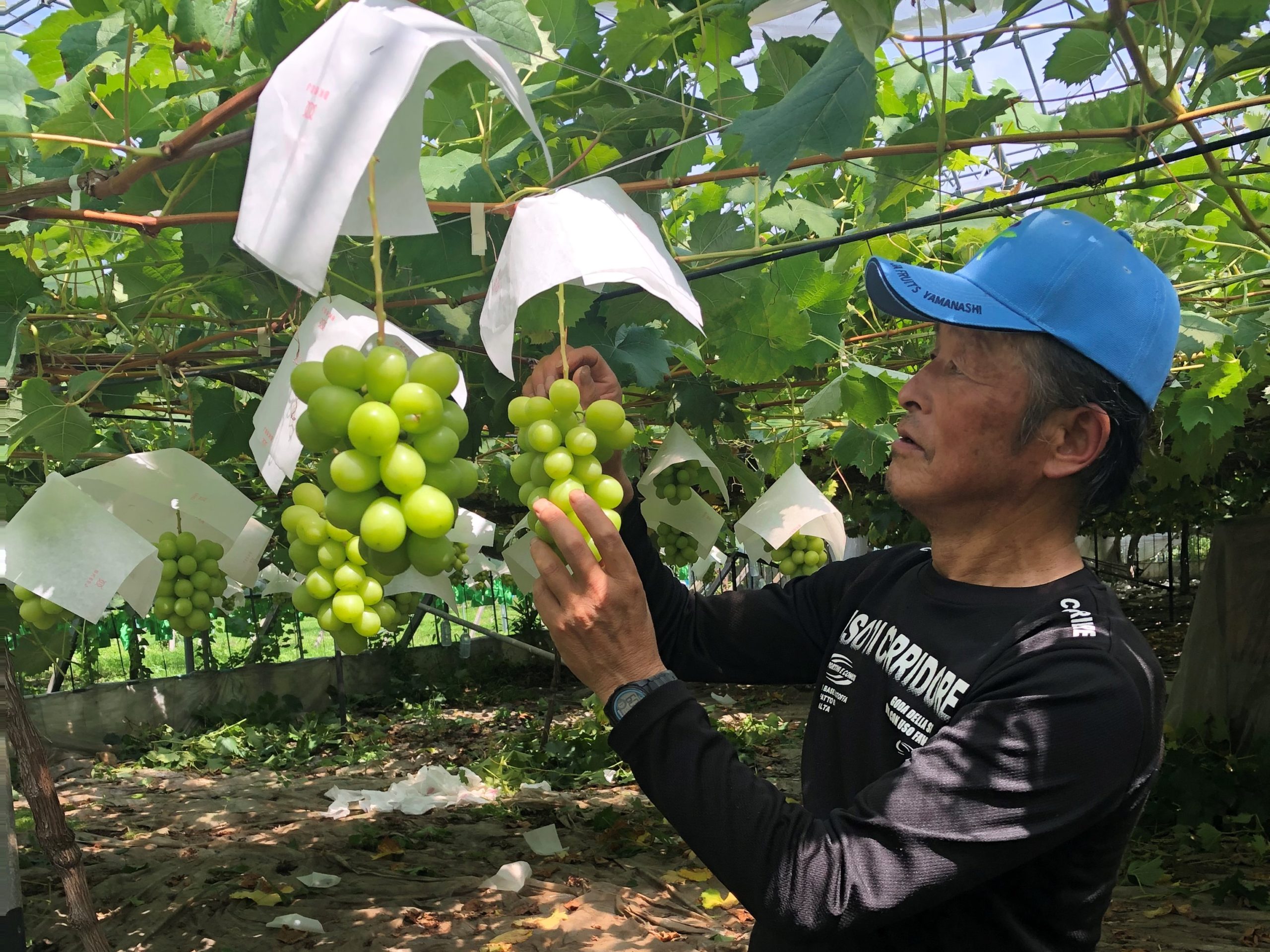 契約農家_曽根農園