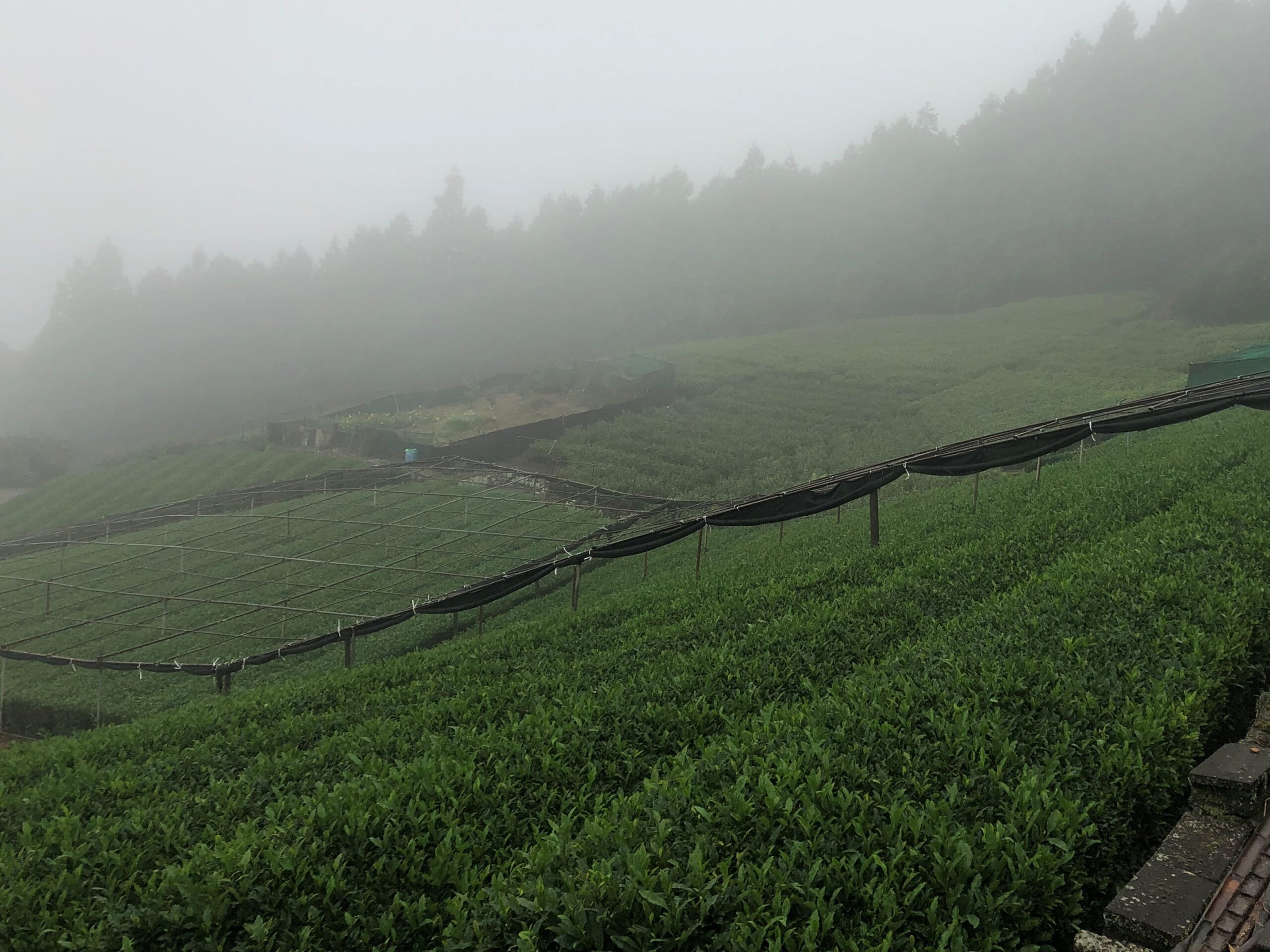 天空のほうじ茶_茶園_画像